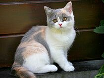 Calico cat of blue (diluted) tortoiseshell and white