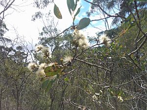 Broad-leaved sally (Eucalyptus aquatica).jpg