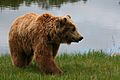 Brown bear (Ursus arctos arctos) smiling