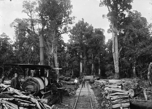 Bush scene at Erua, with timber, bush railway lines, and steam log hauler ATLIB 267644
