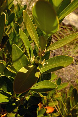 Buxus balearica0427.jpg