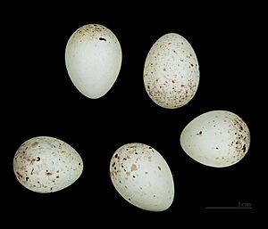 Carduelis citrinella MHNT.ZOO.2010.11.221 Fort de Tournoux