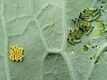 Caterpillars and eggs of Large White butterfly - geograph.org.uk - 1009228