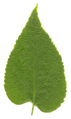 Celtis occidentalis leaf