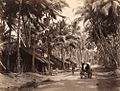 Charles T Scowen Landscape in Ceylon 1870s