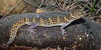 Coleonyx brevis, Texas Banded Gecko, Webb Co. Texas