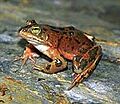 Columbiaspottedfrog