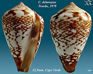 Conus delanoyae 1.jpg