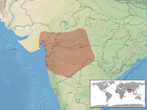 Coronella brachyura distribution.png