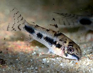 Corydoras-habrosus-Männchen