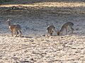 Dik-Dik, family, Lake Manyara