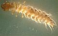 Dobsonfly Corydalus cornutus larvae