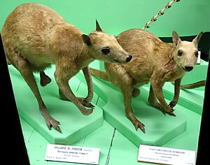 Dorcopsis luctuosa (Dorcopsis veterum) - Museo Civico di Storia Naturale Giacomo Doria - Genoa, Italy - DSC02940