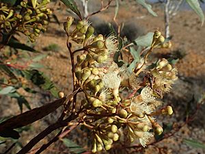 Eucalyptus cooperiana flowers