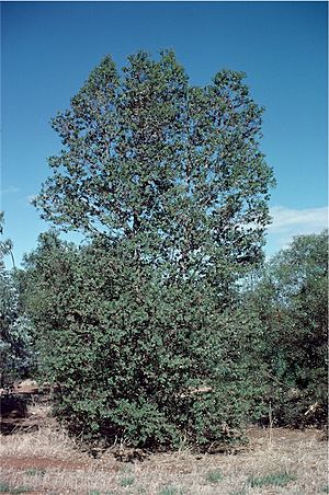 Eucalyptus x brachyphylla habit.jpg
