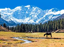 Fairy Meadows and the view of Nanga Parbat.jpg