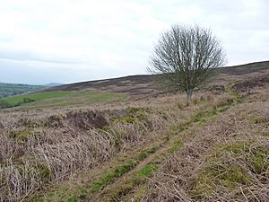 Ffordd Y Saeson - the bridleway between Rhŷd Caledwynt and Bwlch y Dolydd (geograph 2939556)