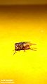 Fly Insect family Calliphoridae Micro in Studio
