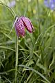 Fritillaria meleagris (snakeshead fritillary)