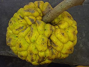 Fruits de Mirianthus arboreus du village de Tayap.jpg