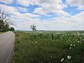 Fulshear TX Wildflowers