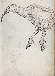 Gelderland1601-1603 Aphanapteryx bonasia