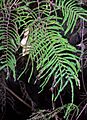Gleichenia fern - Roseville East