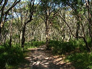 Glenrock bush trail