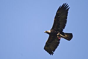 Golden Eagle flying