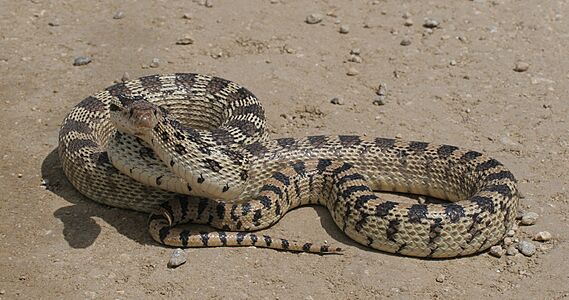 Gopher-snake (cropped)