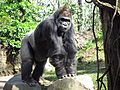 Gorilla bronx zoo anagoria