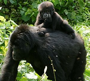Gorillas in Uganda-3, by Fiver Löcker