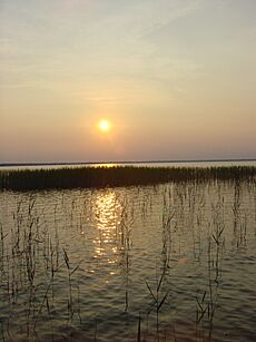 Grass Sunset