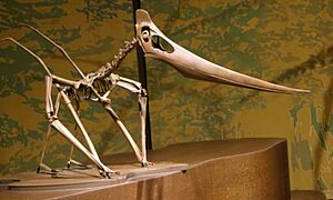 Grounded Pteranodon