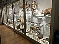 Harvard Natural History Museum 2023e