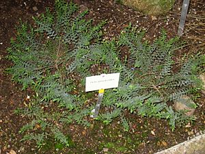 Hebe pimeleoides - Berlin Botanical Garden - IMG 8752.JPG