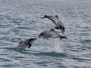 Hector'sDolphinsCloudyBay 21Feb2012 AnjanetteBaker