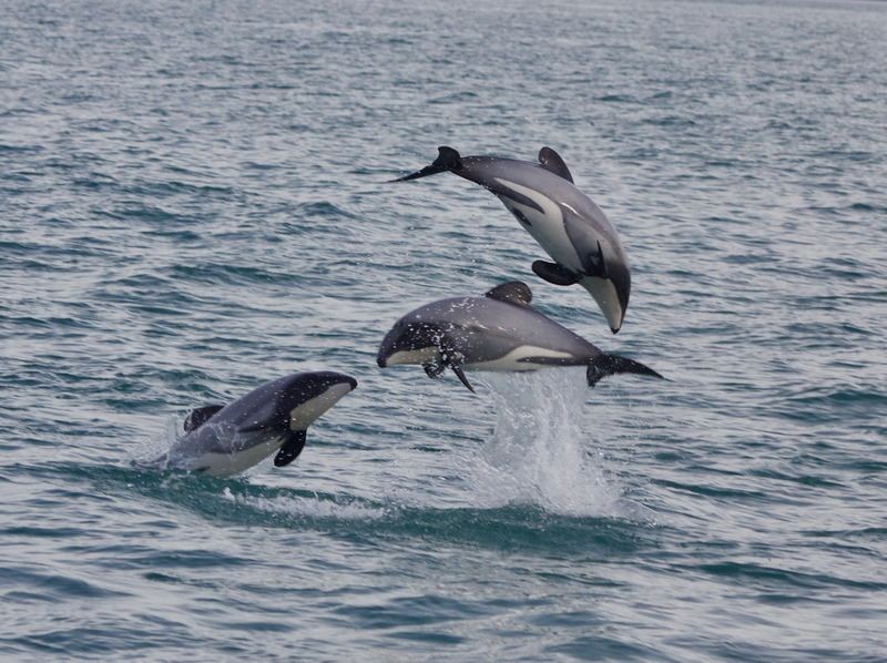 Hector'sDolphinsCloudyBay 21Feb2012 AnjanetteBaker