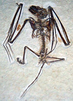 Icaronycteris index