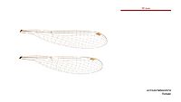 Ischnura heterosticta female wings (33985085664)