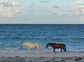 Islandhorses
