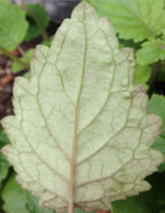 Jovellana sinclairii Leaf close up underside