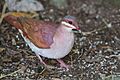Key West quail-dove (Geotrygon chrysia)