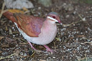 Key West quail-dove (Geotrygon chrysia).JPG