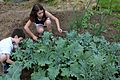 Kids harvesting kale