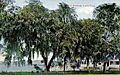 Lake Eola from East Central Blvd., Orlando, FL
