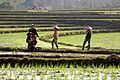 Laos-Reis-22-Pflanzer-gje
