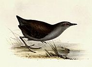 Painting of a crouching brown-backed, gray-bellied bird with red eyes, yellow legs, and long yellow toes walking on the ground amid scant vegetation