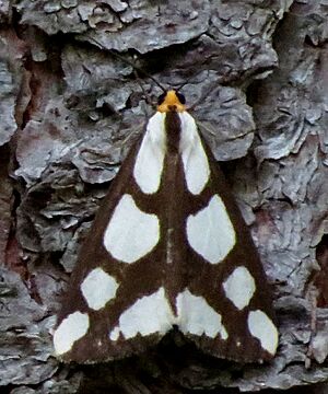 Leconte's Haploa, Ladysymth, QC