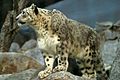 Lightmatter snowleopard